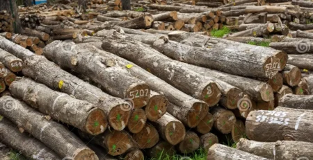 Differences Between Indonesian and American Teak Manufacturers