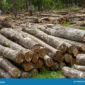 Differences Between Indonesian and American Teak Manufacturers